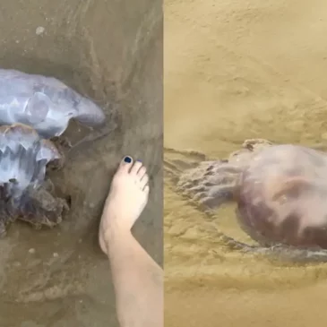 Una aplicación para conocer si hay medusas en las playas de Cádiz